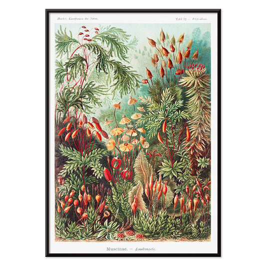 Vibrant botanical illustration of mosses plants and fungi by Ernst Haeckel Muscinae Laubmoose Kunstformen der Natur poster, with black aluminium frame on white background