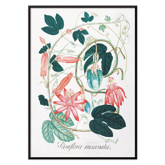Passiflora Incarnata botanical illustration and poster with vibrant green leaves and pink red flowers by artist, with black aluminium frame on white background
