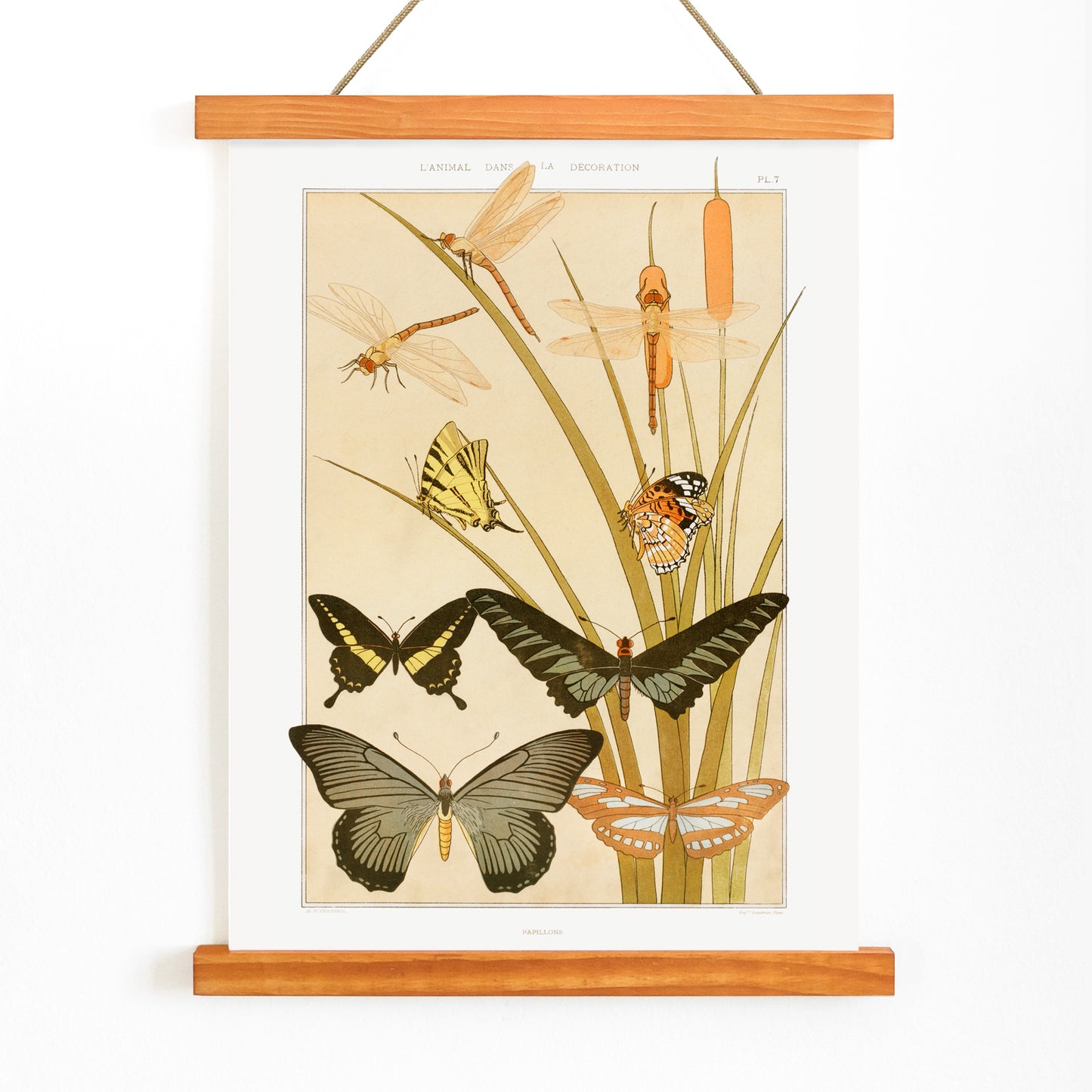 Colorful illustration and poster of butterflies and dragonflies among reeds in decorative style by Maurice Pillard Verneuil from Butterflies and Reeds, with wooden magnetic frame on white background
