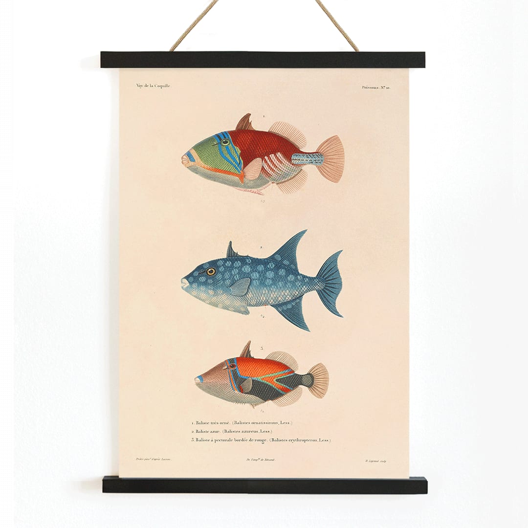 Three vibrant fish illustration by Louis Isidore Duperrey from Voyage autour du monde Pl 017 poster, with wooden magnetic frame on white background