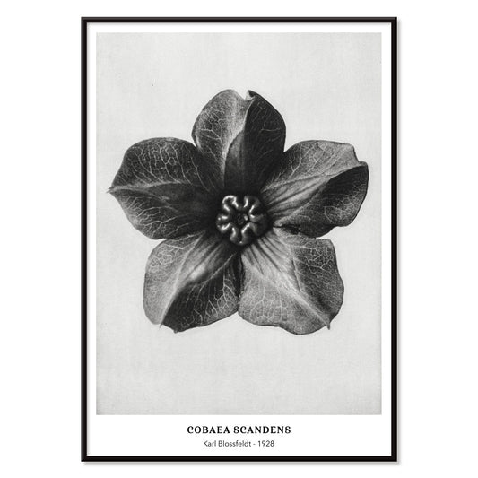 Black and white close up photograph and poster of Cobea scandens Mexican Ivy flower calyx by Karl Blossfeldt Urformen der Kunst, with black aluminium frame on white background