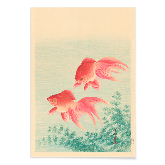 Two Goldfishes by Ohara Koson poster with two vibrant goldfish swimming among aquatic plants in blue water, with black aluminium frame on white background