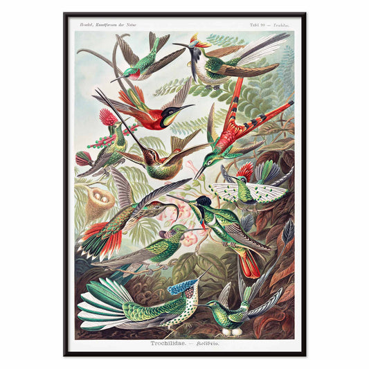 Colorful hummingbirds in nature and lush jungle artwork Trochilidae Kolibris poster by Ernst Haeckel from Kunstformen der Natur, with black aluminium frame on white background