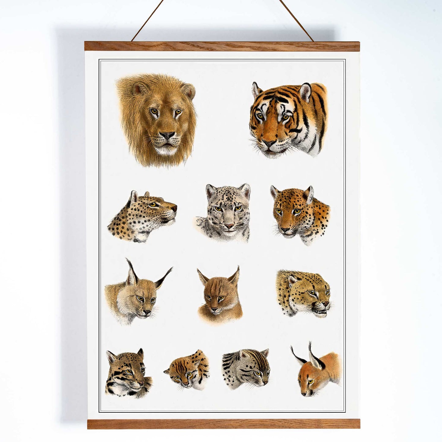 Illustration of big cats and wild feline heads including lion tiger leopard and snow leopard by Richard Lydekker from The Great and Small Game of India, with wooden magnetic frame on white background