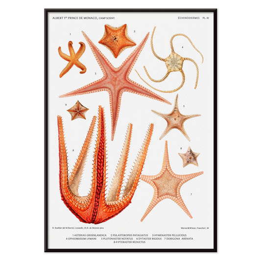 Starfish varieties set illustration from Resultats des Campagnes Scientifiques by Albert I Prince of Monaco scientific poster, with black aluminium frame on white background
