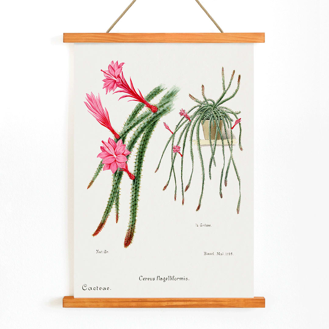 Rattail Cactus artwork and poster by Famille Der Cacteen featuring detailed illustrations of blooming red and pink flowers on cactus stems in a pot, with wooden magnetic frame on white background