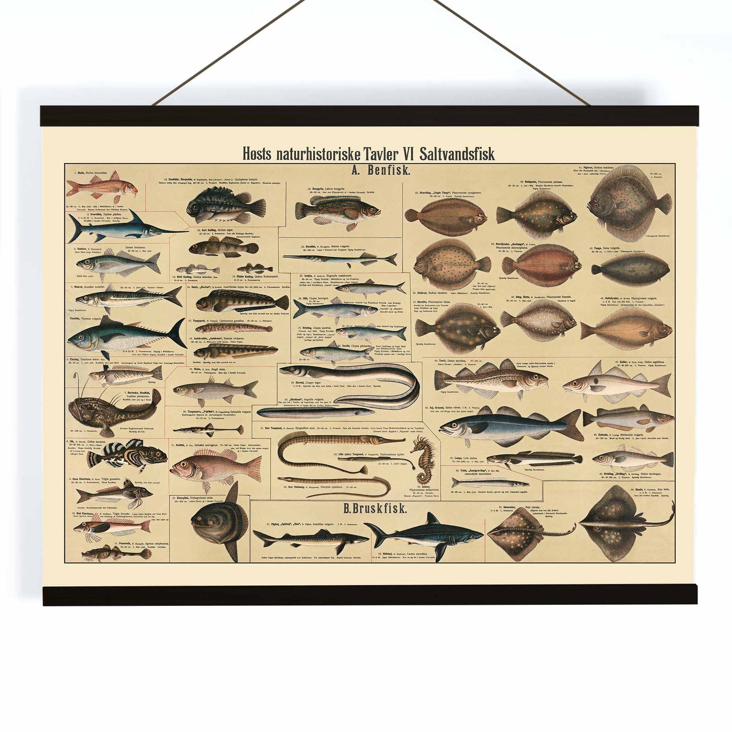 Dr. W. Raschke saltwater fish chart poster with detailed marine species in vintage scientific style and beige tones, with wooden magnetic frame on white background
