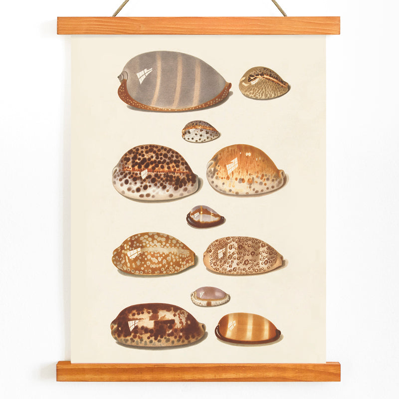 Illustration and poster of eleven detailed tropical shells artwork by Johann Gustav Hoch, with wooden magnetic frame on white background