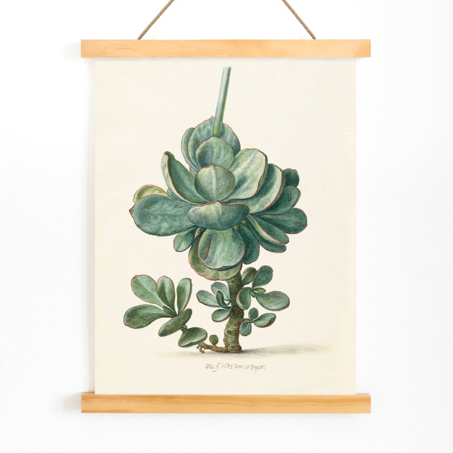 Botanical illustration poster of succulent plant Cotyledon orbiculata by Herman Saftleven, with wooden magnetic frame on white background