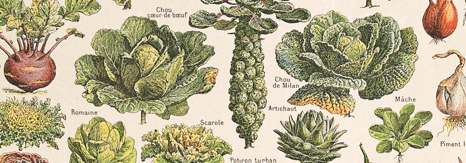 Botanical and citrus fruits, local and exotic flowers, technical sketches, tropical jungles, butterflies, and vibrant landscapes illustrated in a garden of Eden style with lithographs, engravings, and paintings.