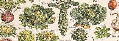 Botanical and citrus fruits, local and exotic flowers, technical sketches, tropical jungles, butterflies, and vibrant landscapes illustrated in a garden of Eden style with lithographs, engravings, and paintings.