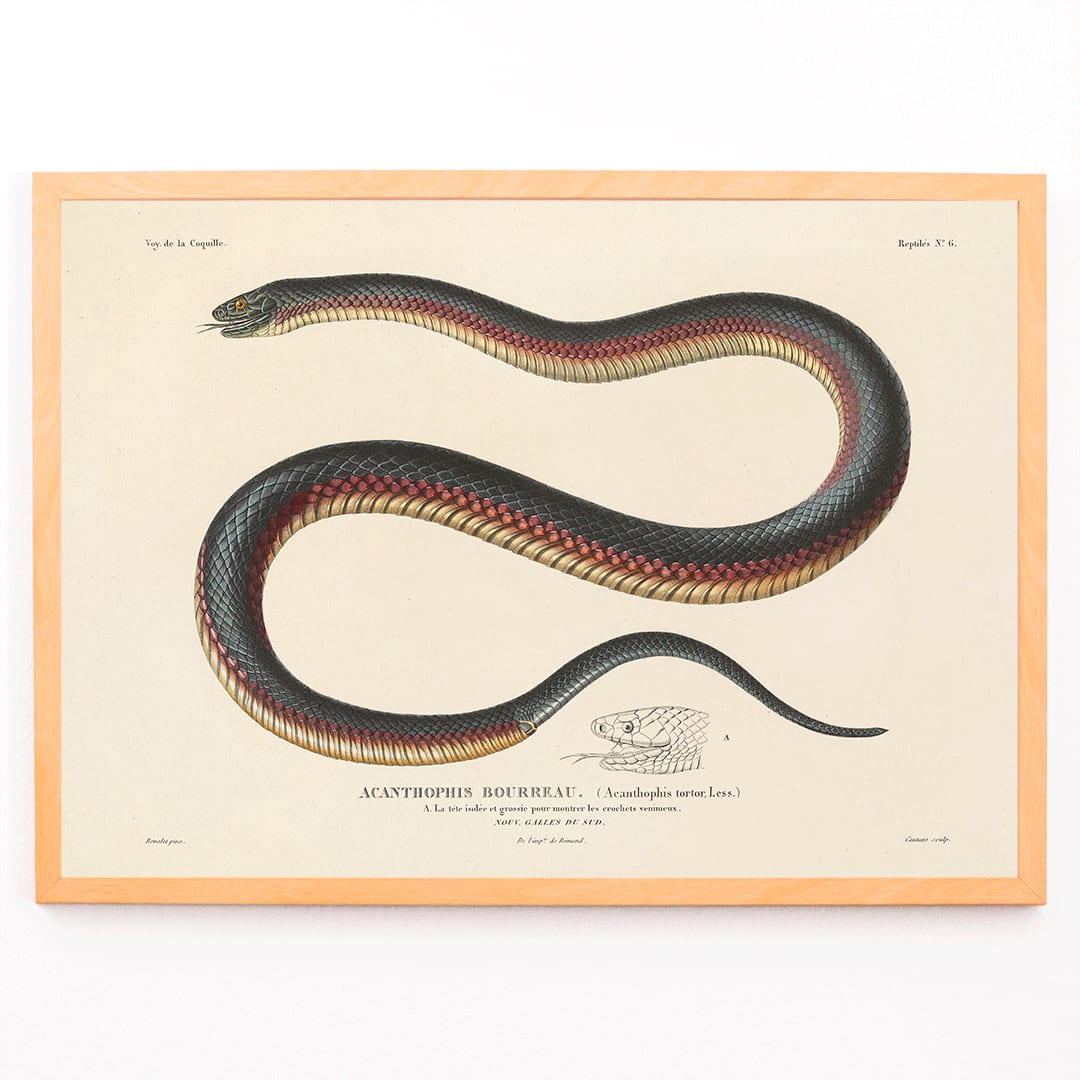 Detailed illustration of a coiled snake by Louis-Isidore Duperrey from Voyage autour du monde Pl.006 poster, framed and displayed in modern living room decor