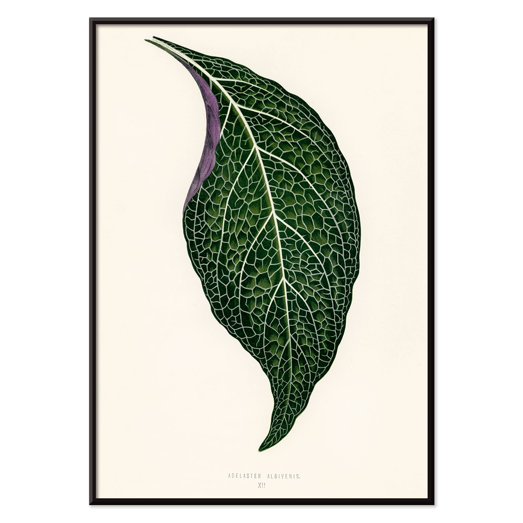 Detailed botanical illustration poster of Adelaster Albivenis by Shirley Hibberd showing a green leaf with purple veins, with black aluminium frame on white background