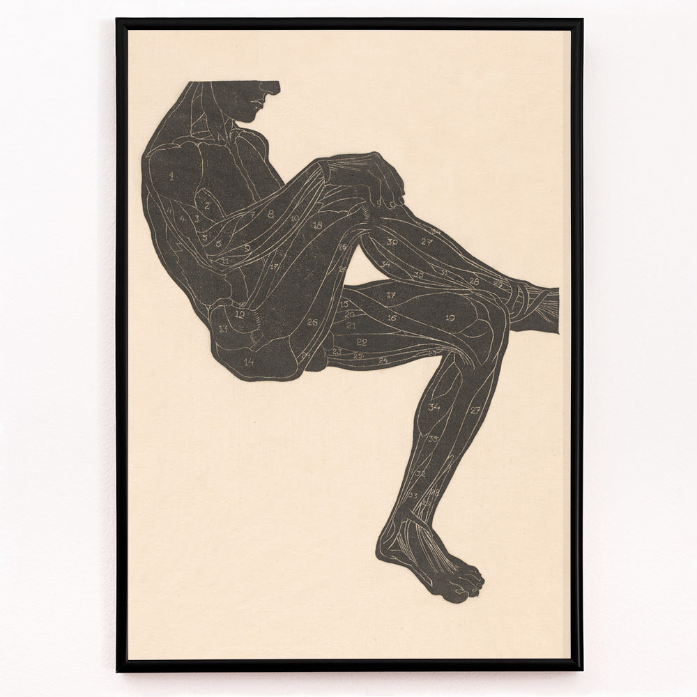 Closeup detail of Anatomical illustration of human leg muscles in a seated figure poster by Reijer Stolk