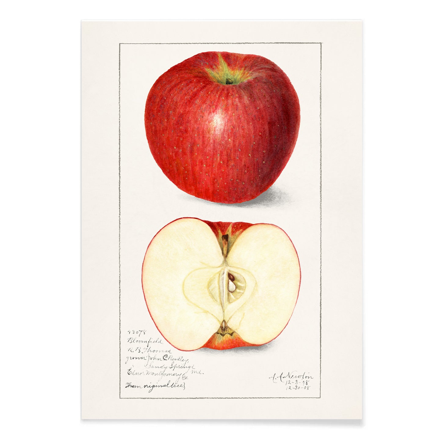 Botanical illustration poster of whole and sliced apple Apples Malus Domestica by Amanda Almira Newton, with black aluminium frame on white background