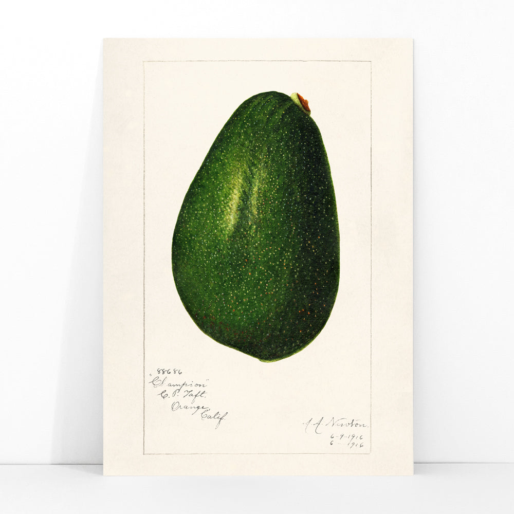 Detailed avocado illustration by Amanda Almira Newton perfect for kitchen decor poster, framed and displayed in modern living room decor