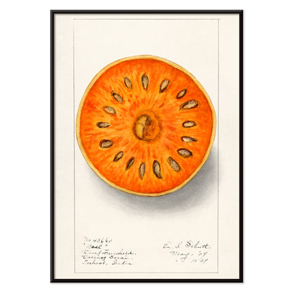 Botanical illustration of sliced orange bael fruit Aegle Marmelos by Ellen Isham Schutt artwork poster, with black aluminium frame on white background