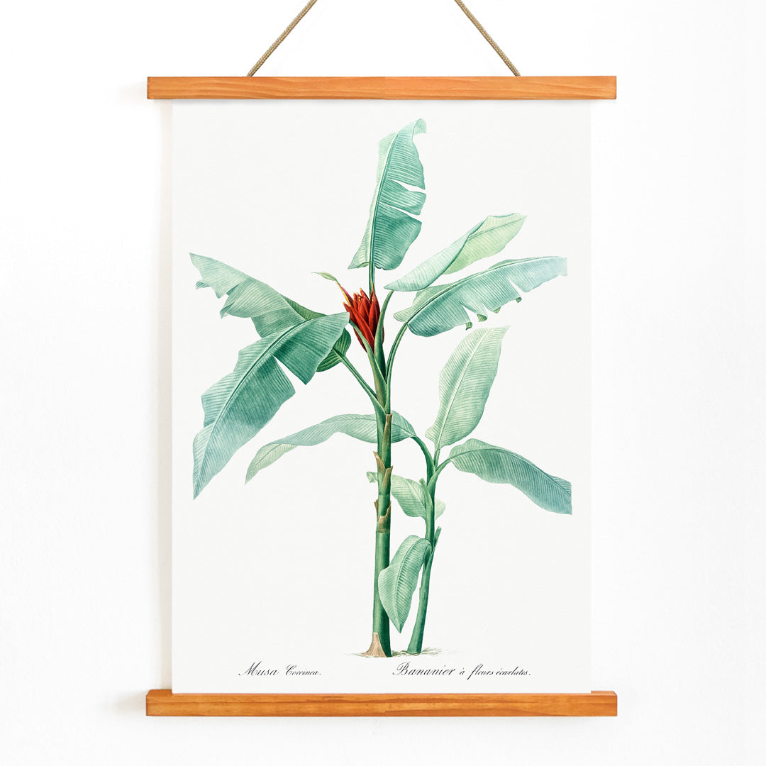 Scarlet banana plant botanical illustration by Pierre Joseph Redoute from Les liliacees poster artwork, with wooden magnetic frame on white background