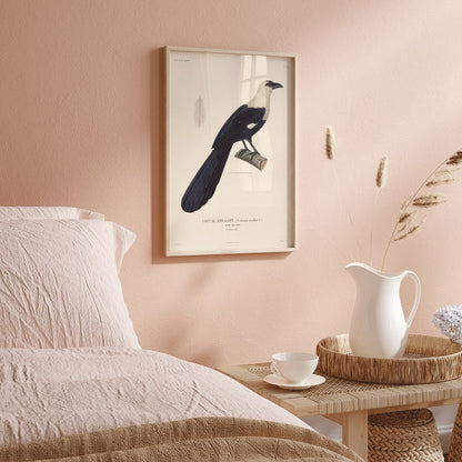 Bird perched on a branch by Louis-Isidore Duperrey from Voyage autour du monde Pl 139 illustration and poster, framed and displayed in home decor