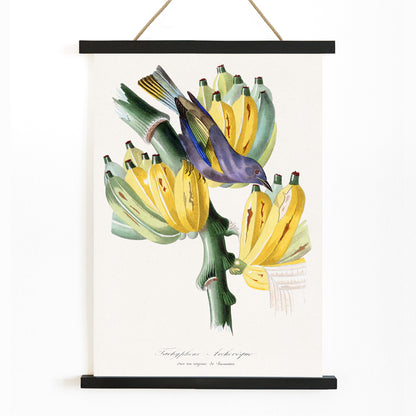 Colorful Tachyphone archeveque bird perched on banana tree illustration from Le Jardin Des Plantes by Paul Gervais wall decor poster, with wooden magnetic frame on white background