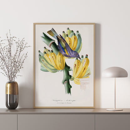Colorful Tachyphone archeveque bird perched on banana tree illustration from Le Jardin Des Plantes by Paul Gervais wall decor poster, framed and displayed in home decor