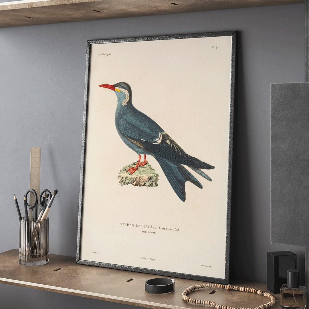 Stern des Incas bird illustration and poster by Louis Isidore Duperrey from Voyage autour du monde Pl 153 bird standing on rock, framed and displayed in home decor