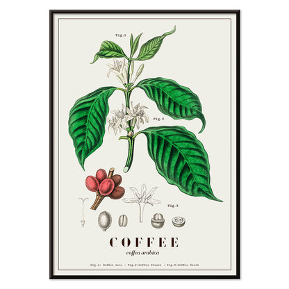 Botanical illustration and poster of Coffea arabica plant by John Stephenson featuring detailed coffee tree leaves and fruits, with black aluminium frame on white background