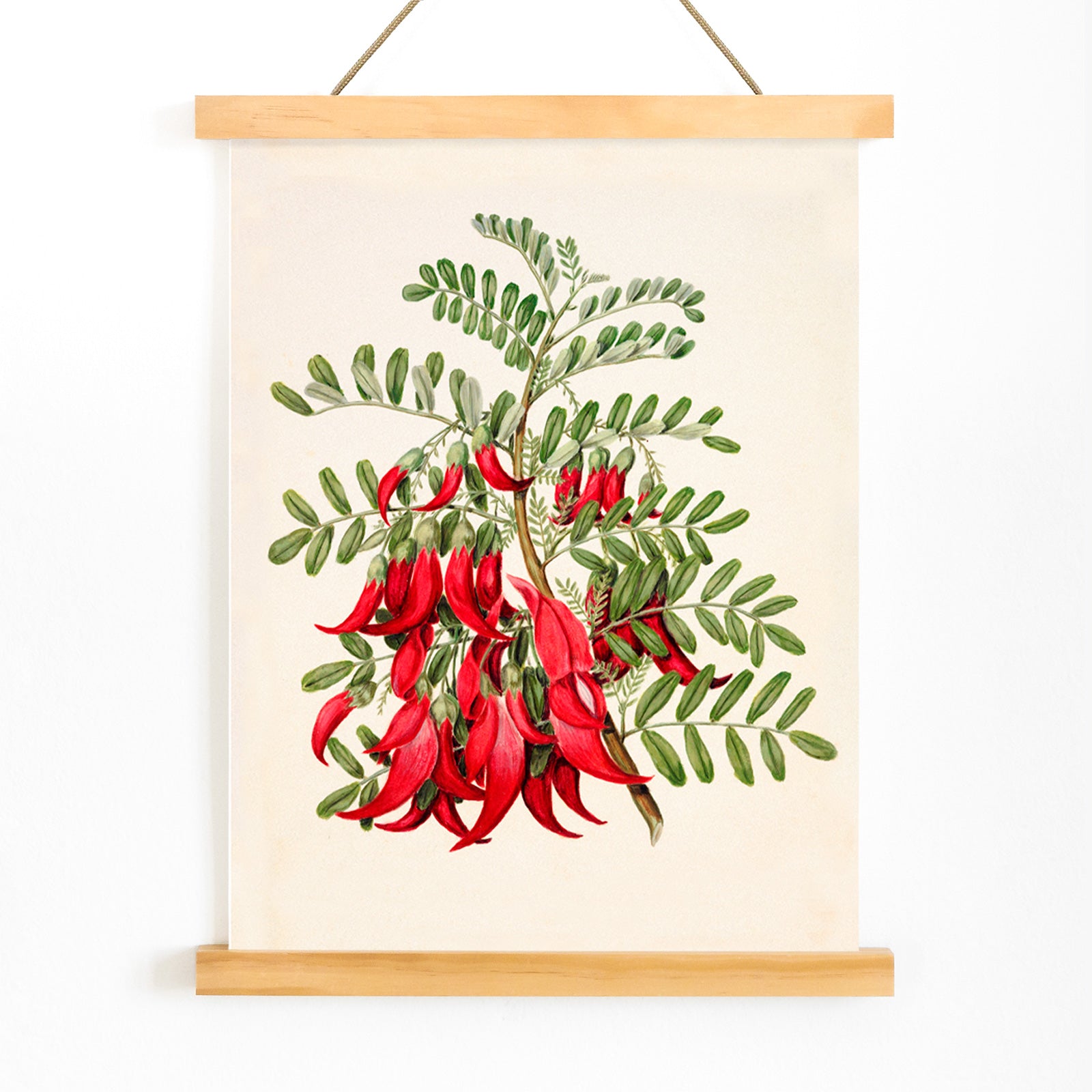 Antique plant Kowhai Clianthus puniceus botanical illustration and poster with red flowers and green leaves by Sarah Featon, with wooden magnetic frame on white background
