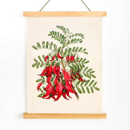 Antique plant Kowhai Clianthus puniceus botanical illustration and poster with red flowers and green leaves by Sarah Featon, with wooden magnetic frame on white background