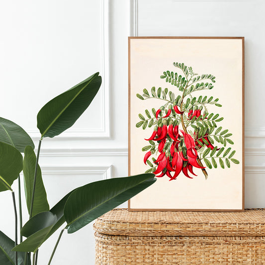 Antique plant Kowhai Clianthus puniceus botanical illustration and poster with red flowers and green leaves by Sarah Featon, framed and displayed in home decor