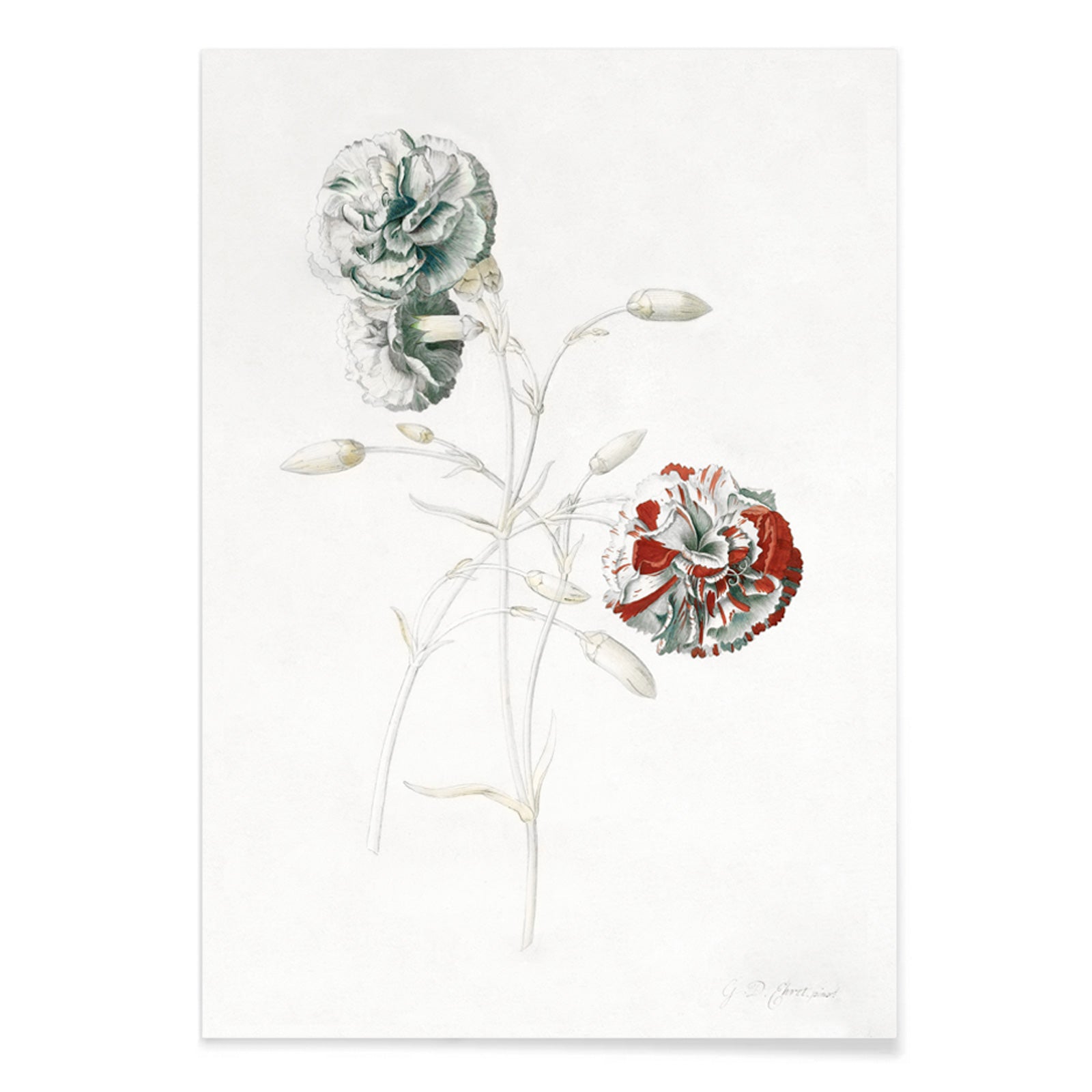 Botanical illustration of carnations titled Carnations by Georg Dionysius Ehret detailed flower artwork poster, with black aluminium frame on white background