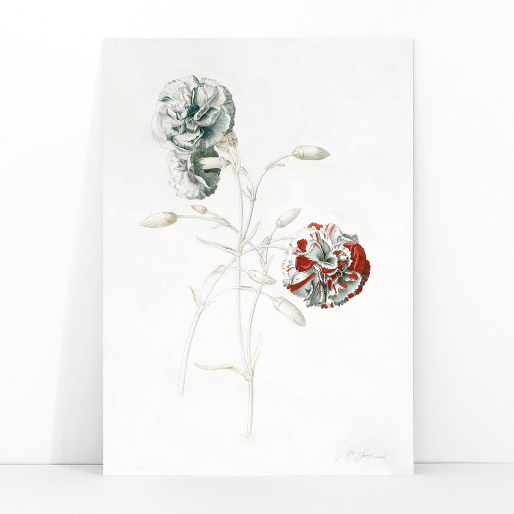 Botanical illustration of carnations titled Carnations by Georg Dionysius Ehret detailed flower artwork poster, framed and displayed in modern living room decor