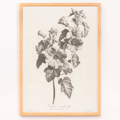 Closeup detail of Botanical illustration and poster of large-flowered lavatera with detailed leaves and blooms by Louis Charles Ruotte artwork