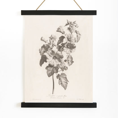 Botanical illustration and poster of large-flowered lavatera with detailed leaves and blooms by Louis Charles Ruotte artwork, with wooden magnetic frame on white background