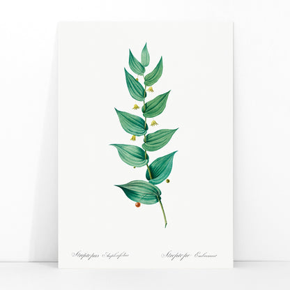 Botanical illustration poster of twistedstalk plant from Les liliacees by Pierre Joseph Redoute with green leaves and berries, framed and displayed in modern living room decor