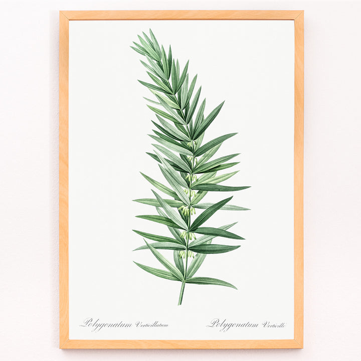Closeup detail of Whorled Solomons seal botanical illustration by Pierre-Joseph Redoute detailed artwork poster on white background