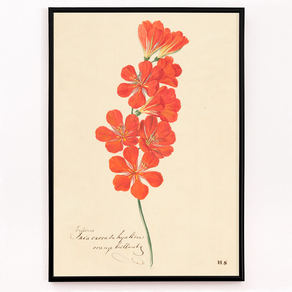 Closeup detail of Botanical illustration and poster of vibrant orange and red Tritonia Crocata Flame Freesia flower artwork by Hendrik Schwegman on light background
