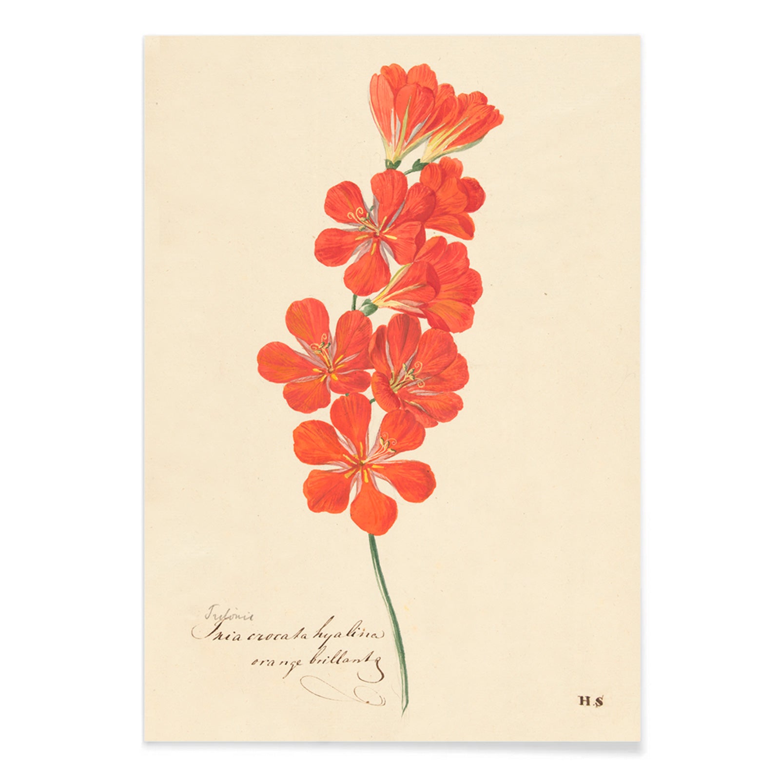 Botanical illustration and poster of vibrant orange and red Tritonia Crocata Flame Freesia flower artwork by Hendrik Schwegman on light background, with black aluminium frame on white background