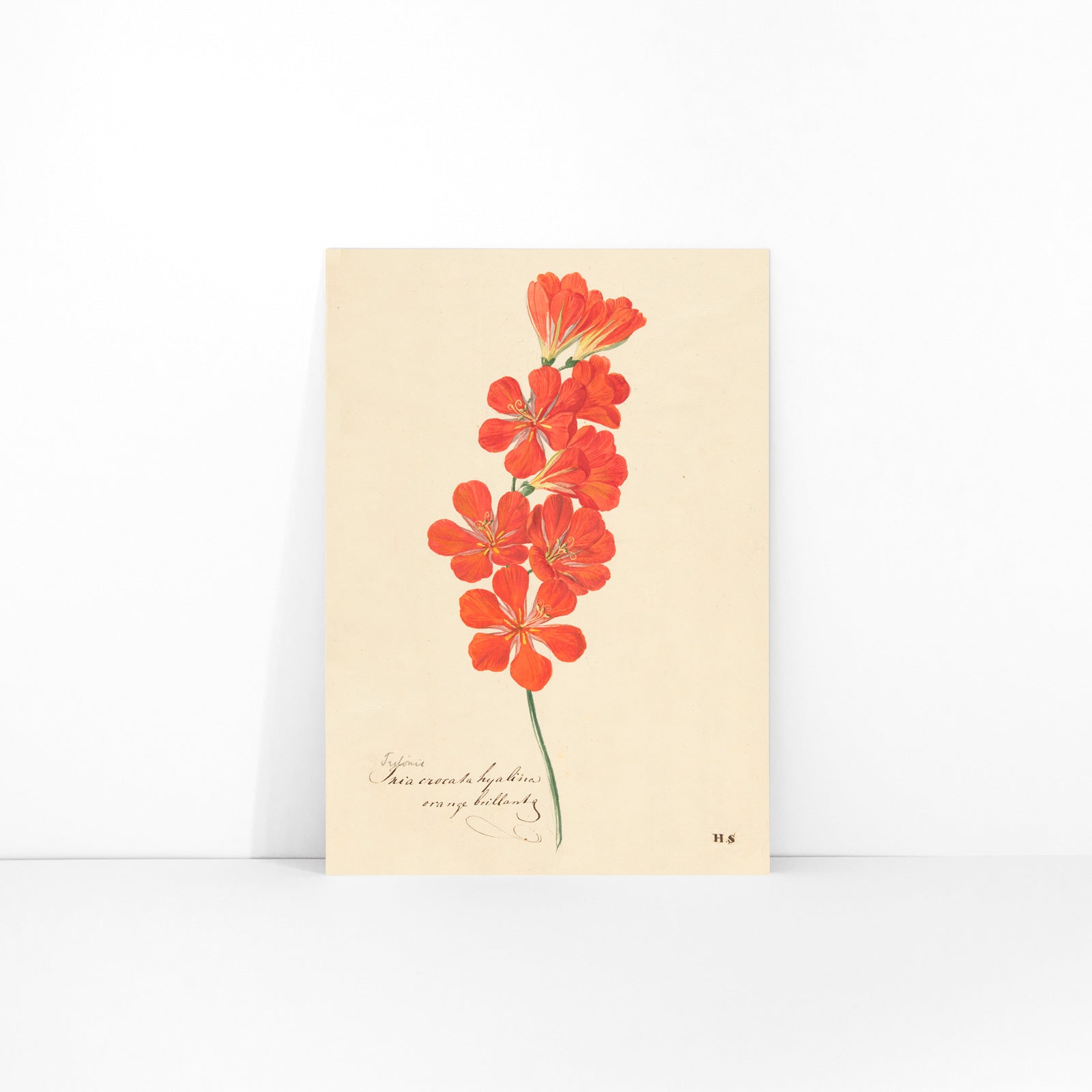 Botanical illustration and poster of vibrant orange and red Tritonia Crocata Flame Freesia flower artwork by Hendrik Schwegman on light background, framed and displayed in modern living room decor
