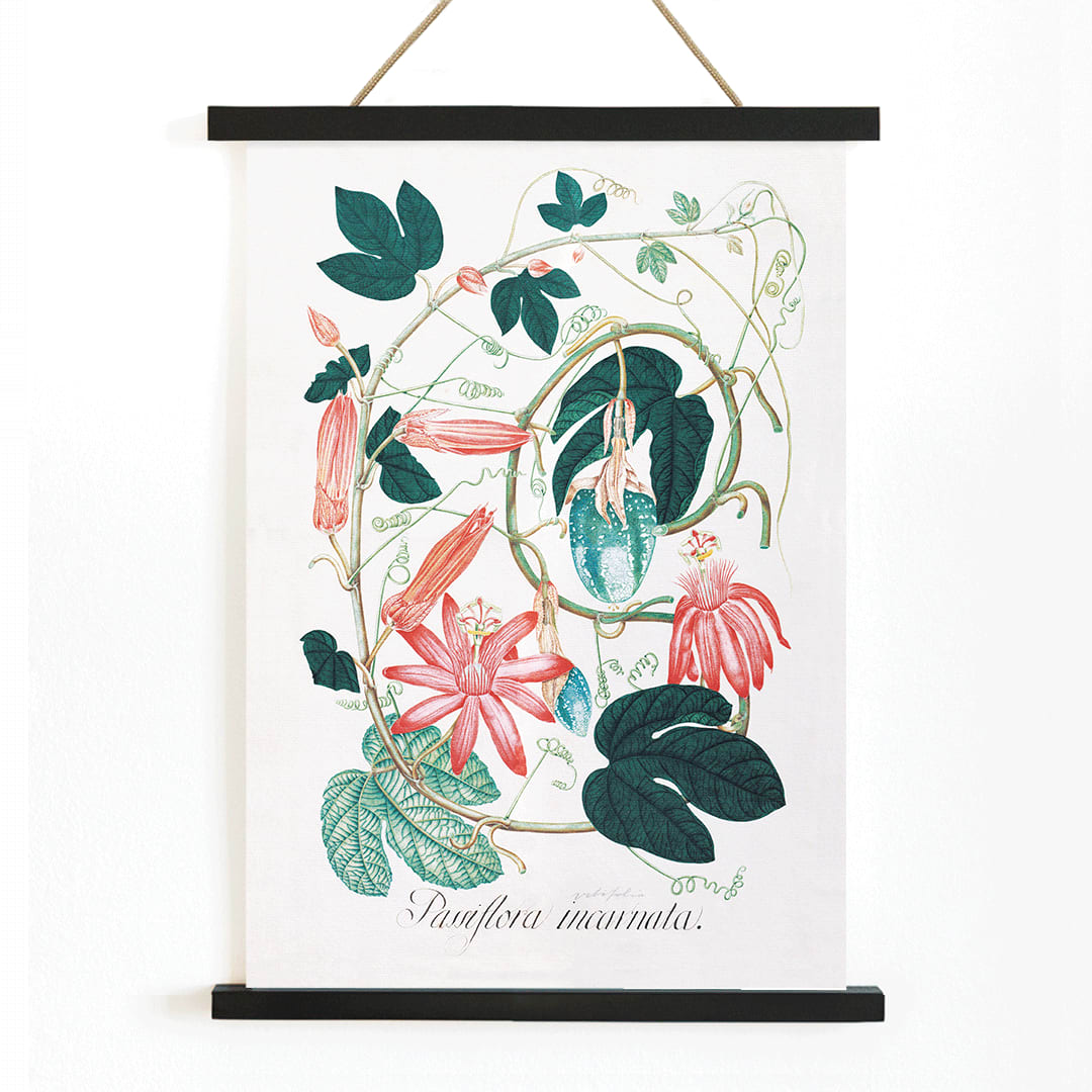 Passiflora Incarnata botanical illustration and poster with vibrant green leaves and pink red flowers by artist, with wooden magnetic frame on white background