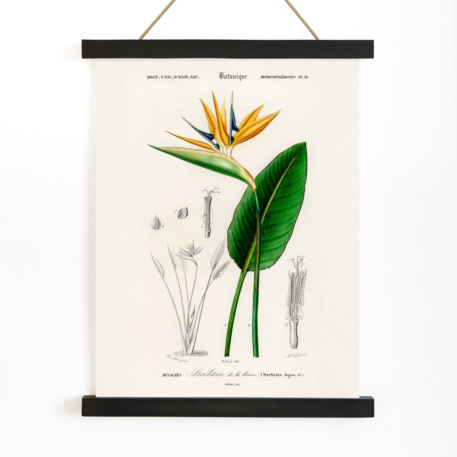 Botanical illustration poster of Bird of paradise Strelitzia Reginae by Charles Dessalines D Orbigny with detailed sketches, with wooden magnetic frame on white background