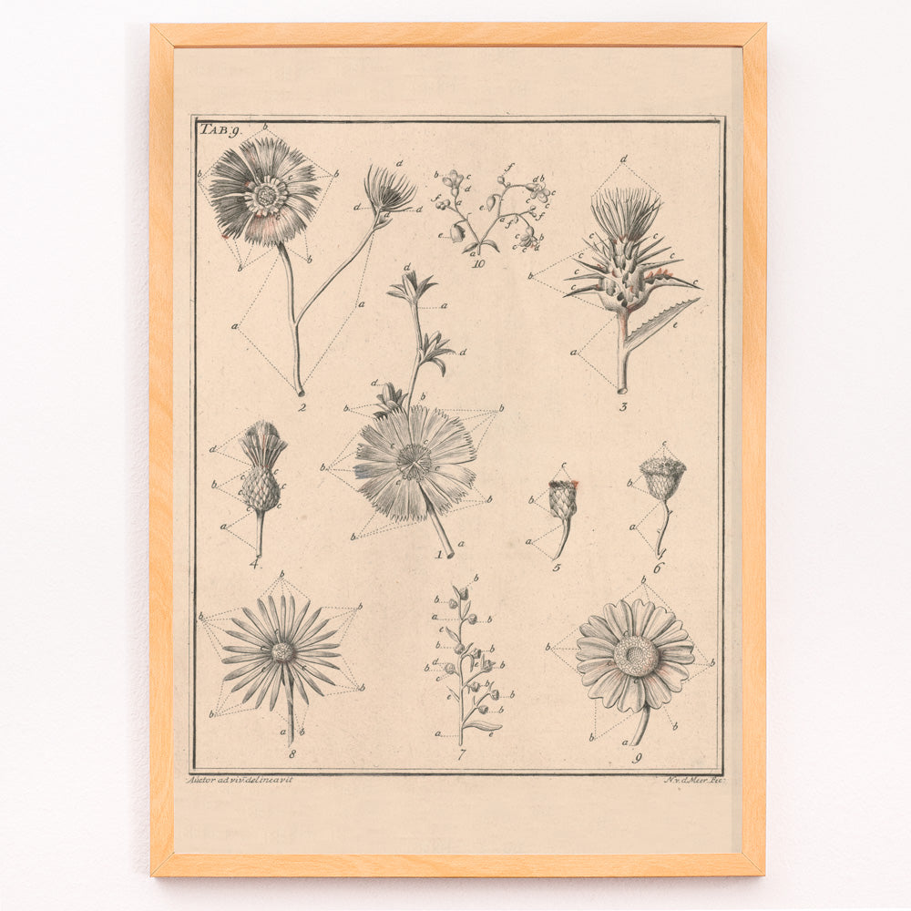 Closeup detail of Botanical flower illustration poster by Noach van der Meer featuring detailed sketches of various species from Flowers Tab 9