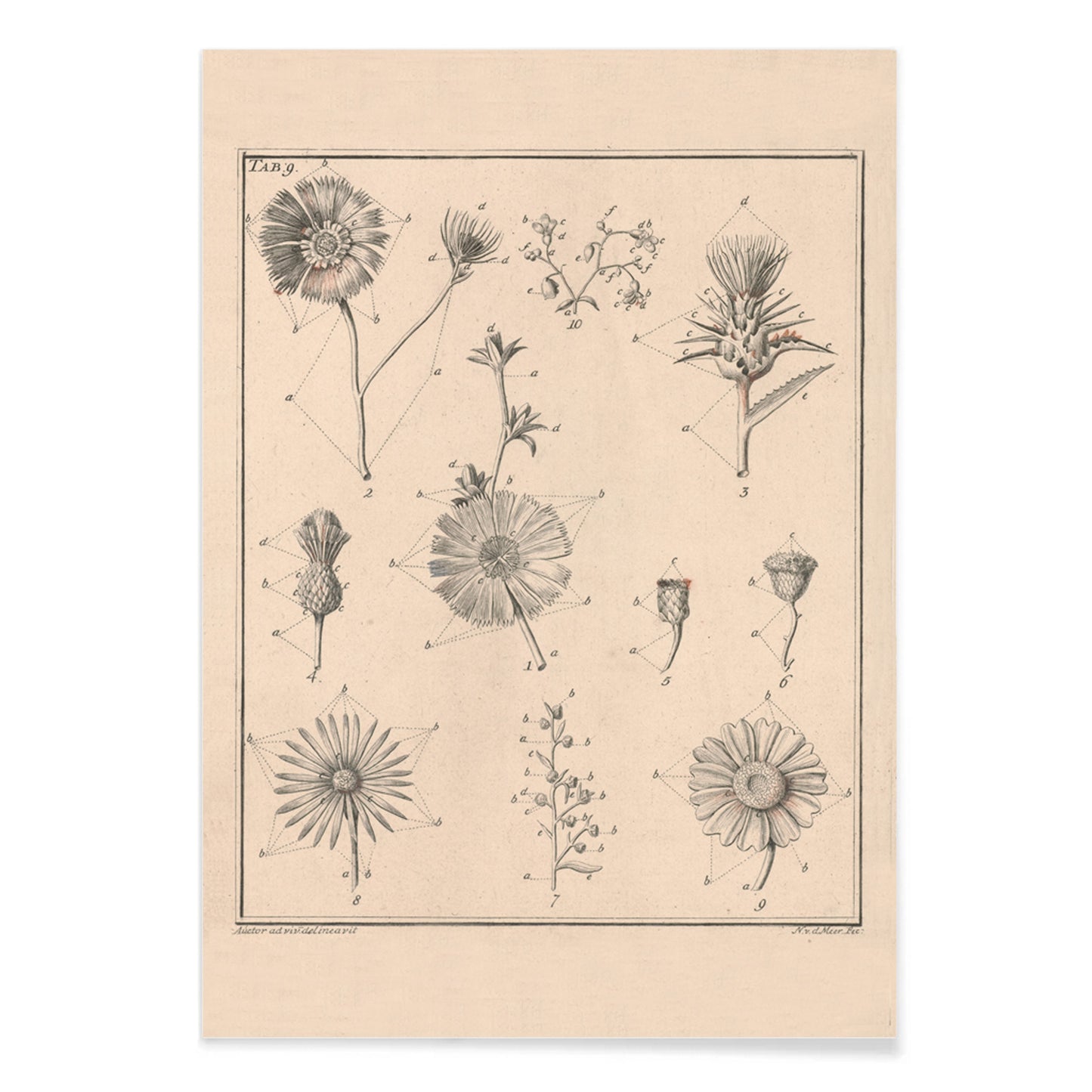Botanical flower illustration poster by Noach van der Meer featuring detailed sketches of various species from Flowers Tab 9, with black aluminium frame on white background