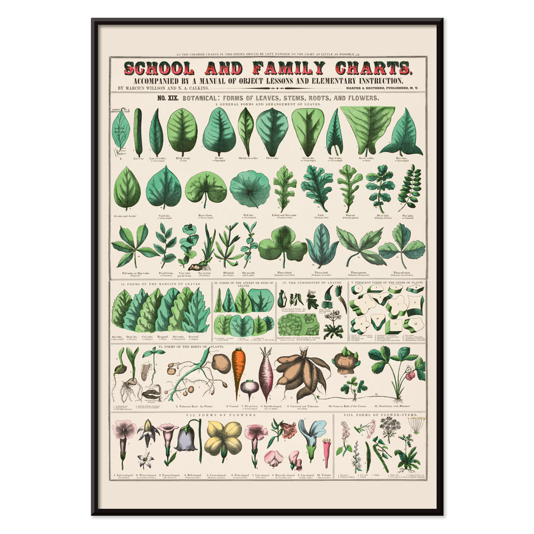 Botanical illustration and poster of leaves stems roots and flowers by Marcius Willson and Norman A Calkins school and family charts, with black aluminium frame on white background
