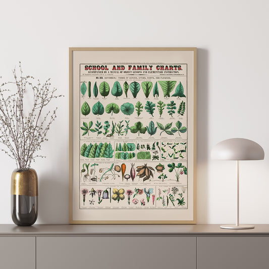 Botanical illustration and poster of leaves stems roots and flowers by Marcius Willson and Norman A Calkins school and family charts, framed and displayed in home decor