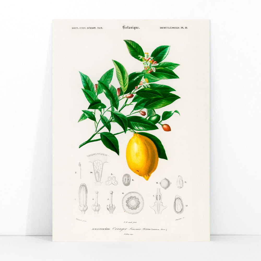 Botanical illustration poster of Lemon Citrus Limonium by Charles Dessalines D Orbigny with detailed plant drawings, framed and displayed in modern living room decor