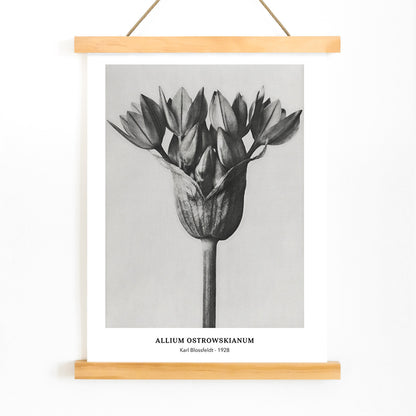 Black and white close up photograph of Allium Ostrorowskianum ornamental onion by Karl Blossfeldt from Urformen der Kunst poster artwork, with wooden magnetic frame on white background