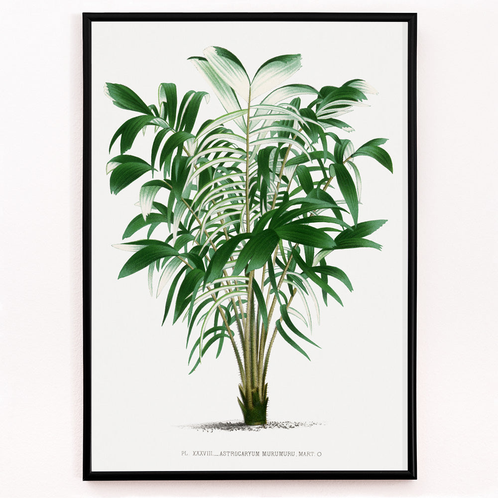 Closeup detail of Botanical illustration poster of a palm plant and palm tree from Les Palmiers Histoire Iconographique by Oswald de Kerchove de Denterghem