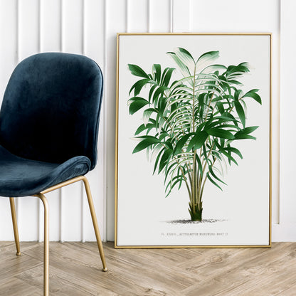 Botanical illustration poster of a palm plant and palm tree from Les Palmiers Histoire Iconographique by Oswald de Kerchove de Denterghem, framed and displayed in home decor