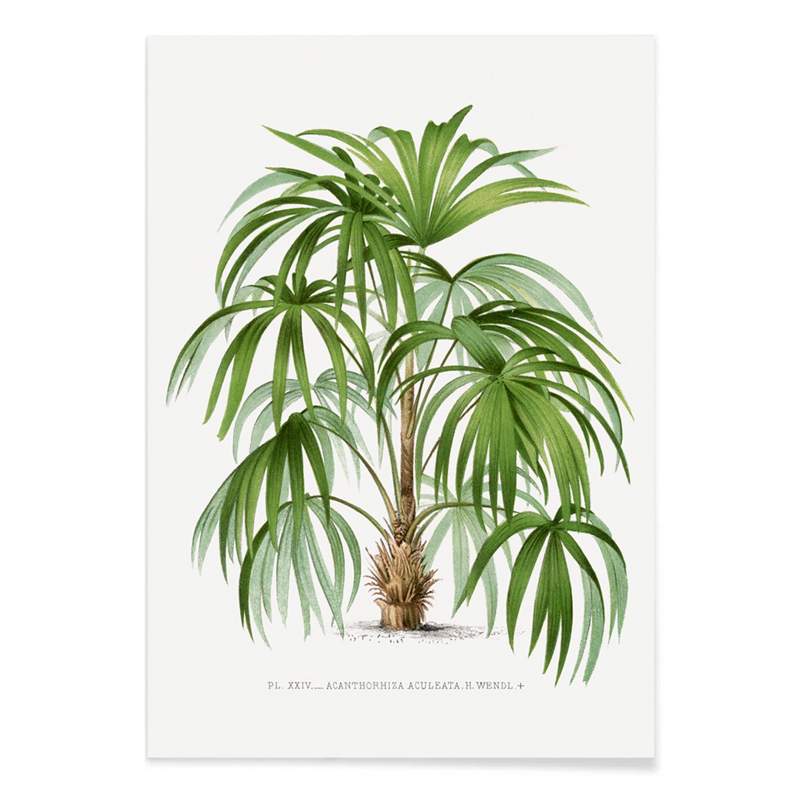 Botanical illustration poster of a palm plant from Les Palmiers Histoire Iconographique by Oswald de Kerchove de Denterghem, with black aluminium frame on white background